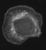 02cell.gif (4353 bytes)