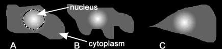 fake_cells_compartments.gif (3929 bytes)